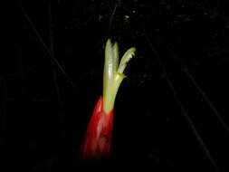 Image of Costus stenophyllus Standl. & L. O. Williams