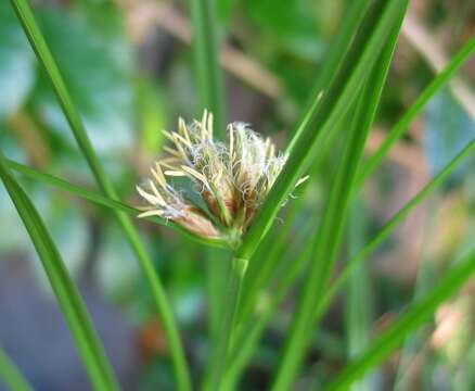 Image of bulrush