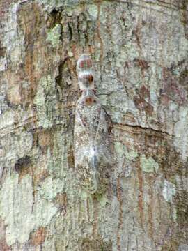 Image of Lantern Fly