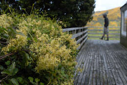 Image of Clematis foetida Raoul