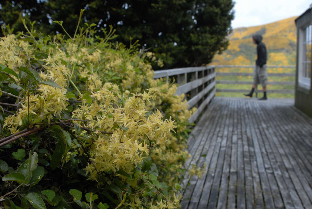 Sivun Clematis foetida Raoul kuva