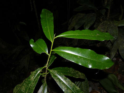 Image of Pleodendron costaricense N. Zamora, Hammel & Aguilar