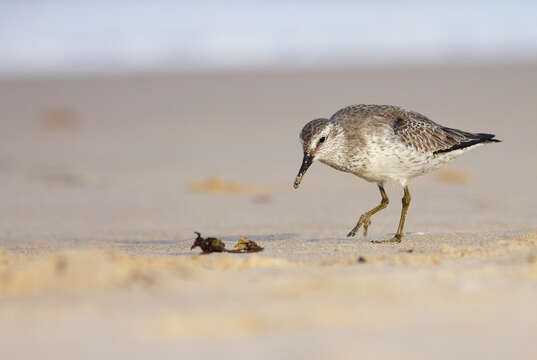 Image of Knot