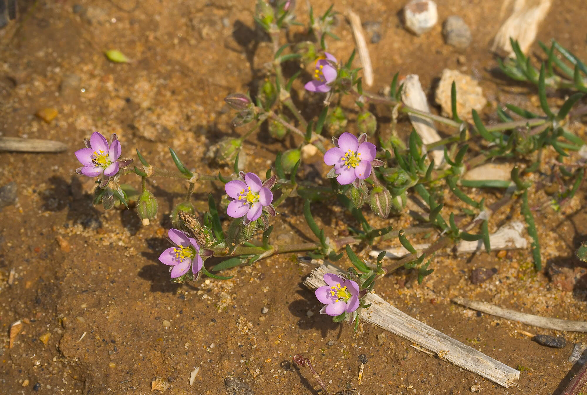 Plancia ëd Spergularia