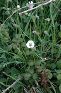 Image of Silene uniflora subsp. uniflora