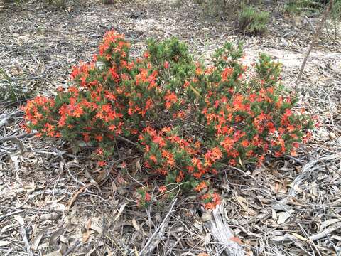 Image of Scarlet Leschenaultia