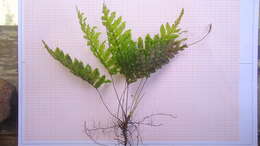 Image of Hymenophyllales