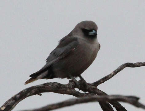 Image of Black-faced Woodswallow