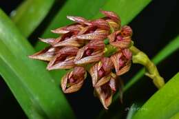 Image of Bulbophyllum singaporeanum Schltr.