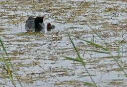 Image of Crested Coot