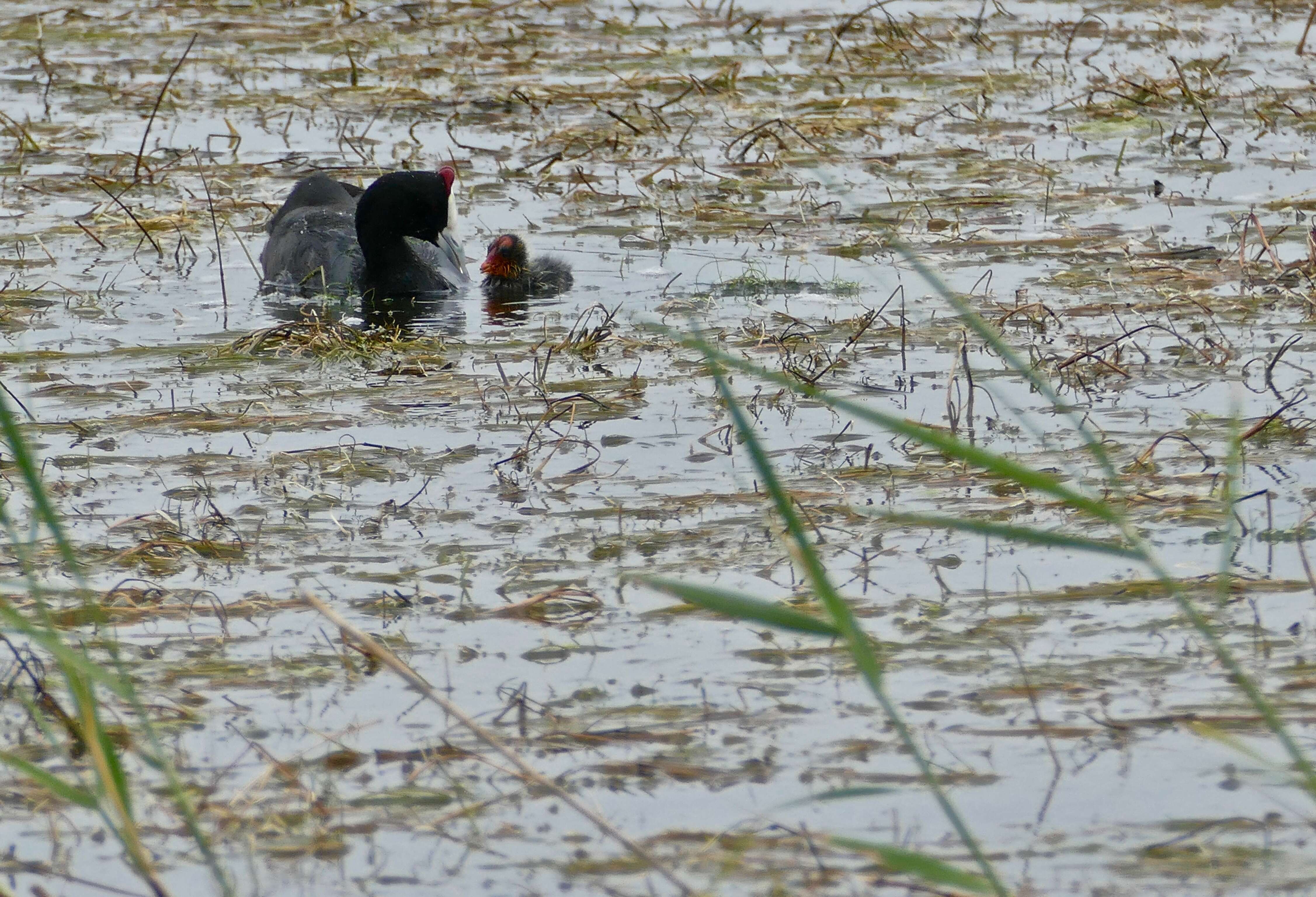 Image of Crested Coot