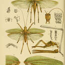 Image de Terpandrus horridus (Burmeister & H. 1838)