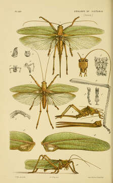 Image of Sydney gumleaf katydid