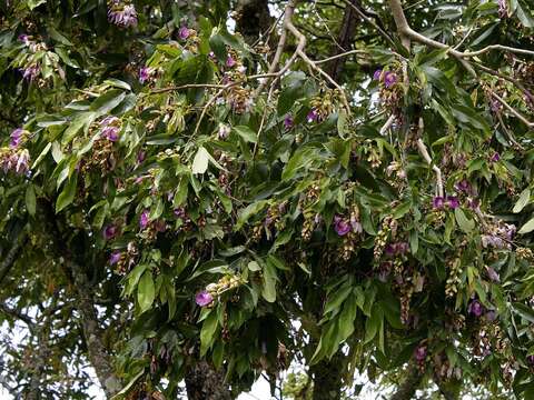 Image of Philippine pigeonwings