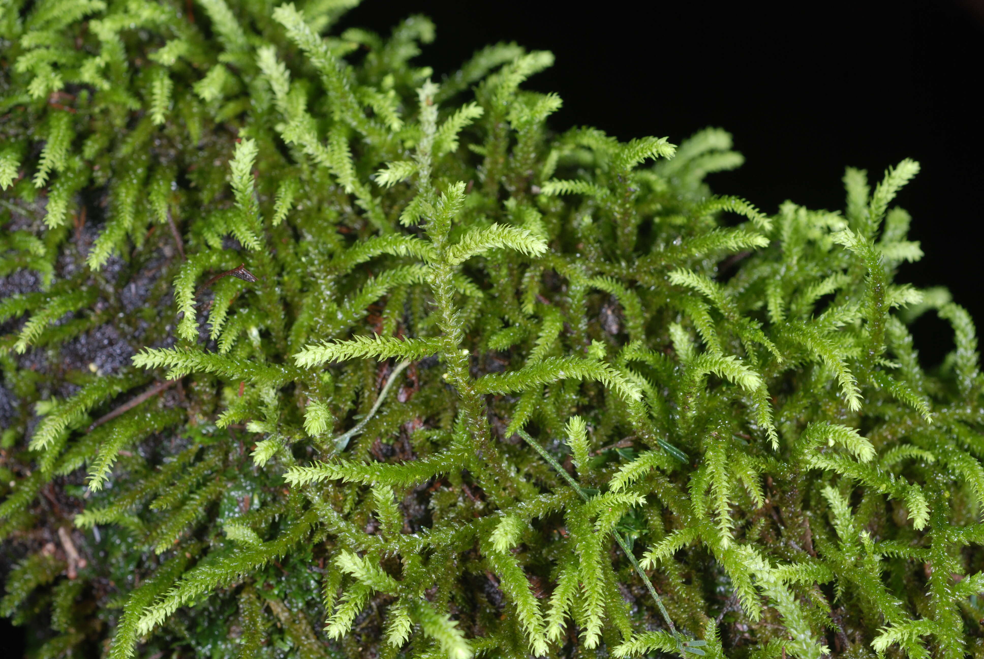 Image of Meteoriaceae