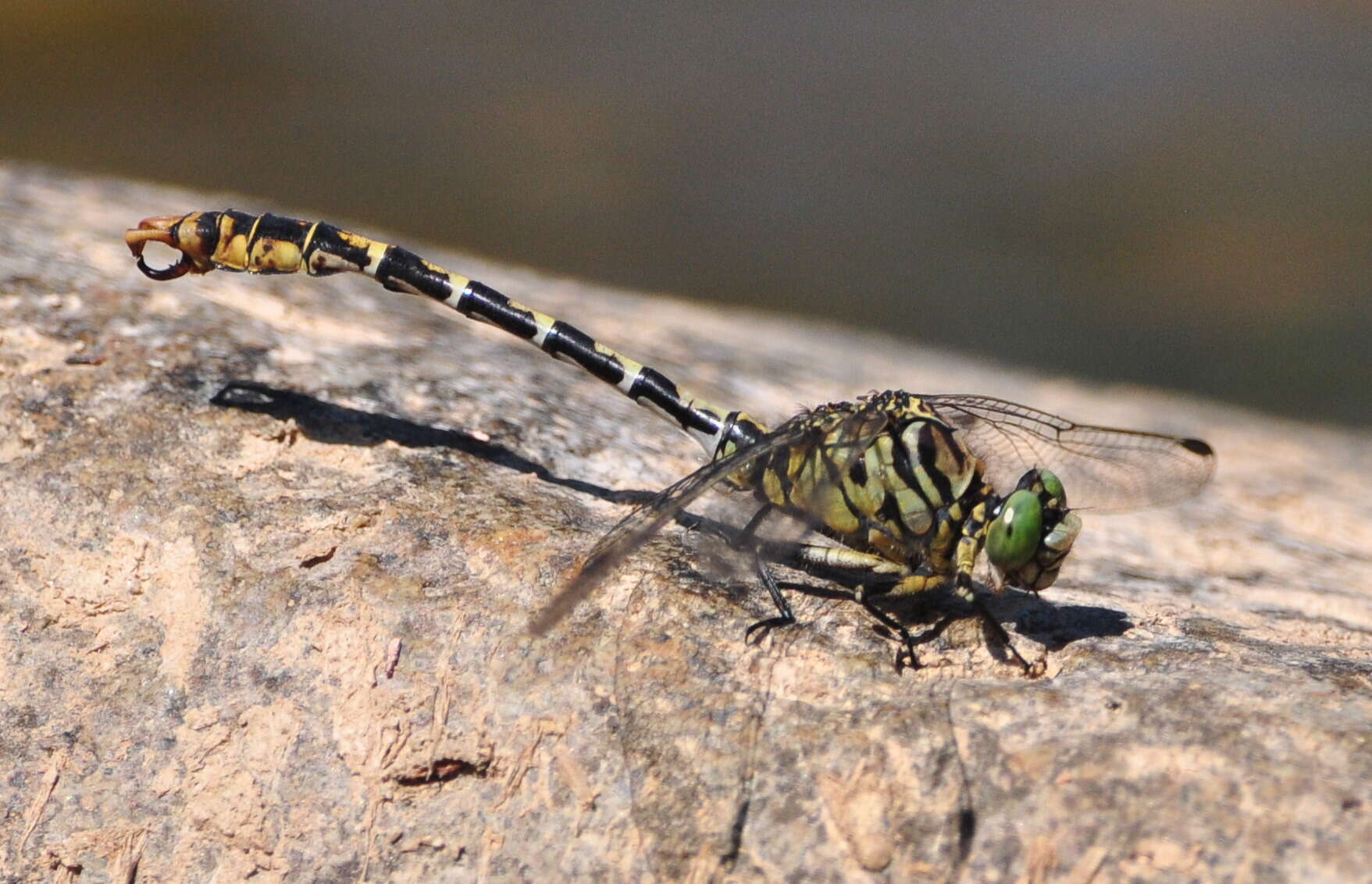 Image of Green-eyed Hooktail