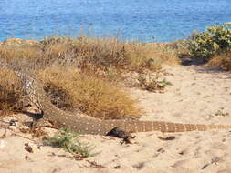 Image of monitor lizards