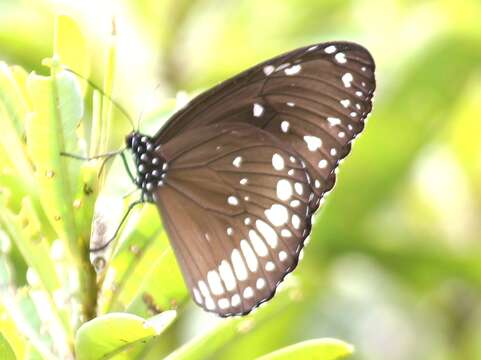 صورة Euploea core Cramer 1780