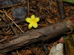 Image of Anthodiscus chocoensis Prance