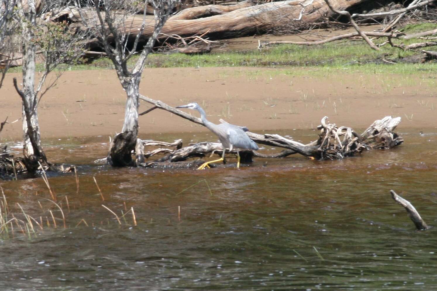 Image of Pacific Heron