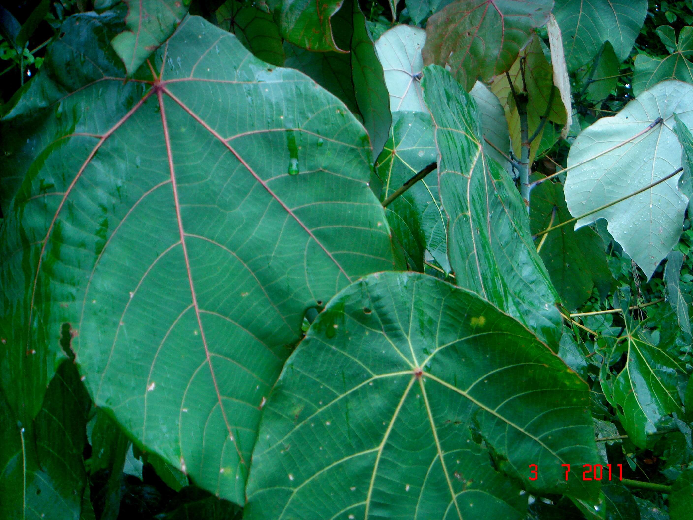 Image of Macaranga hypoleuca (Rchb. fil. & Zoll.) Müll. Arg.