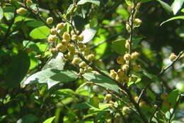 Image of Ficus coronata de Spin