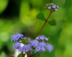 Image of thoroughwort