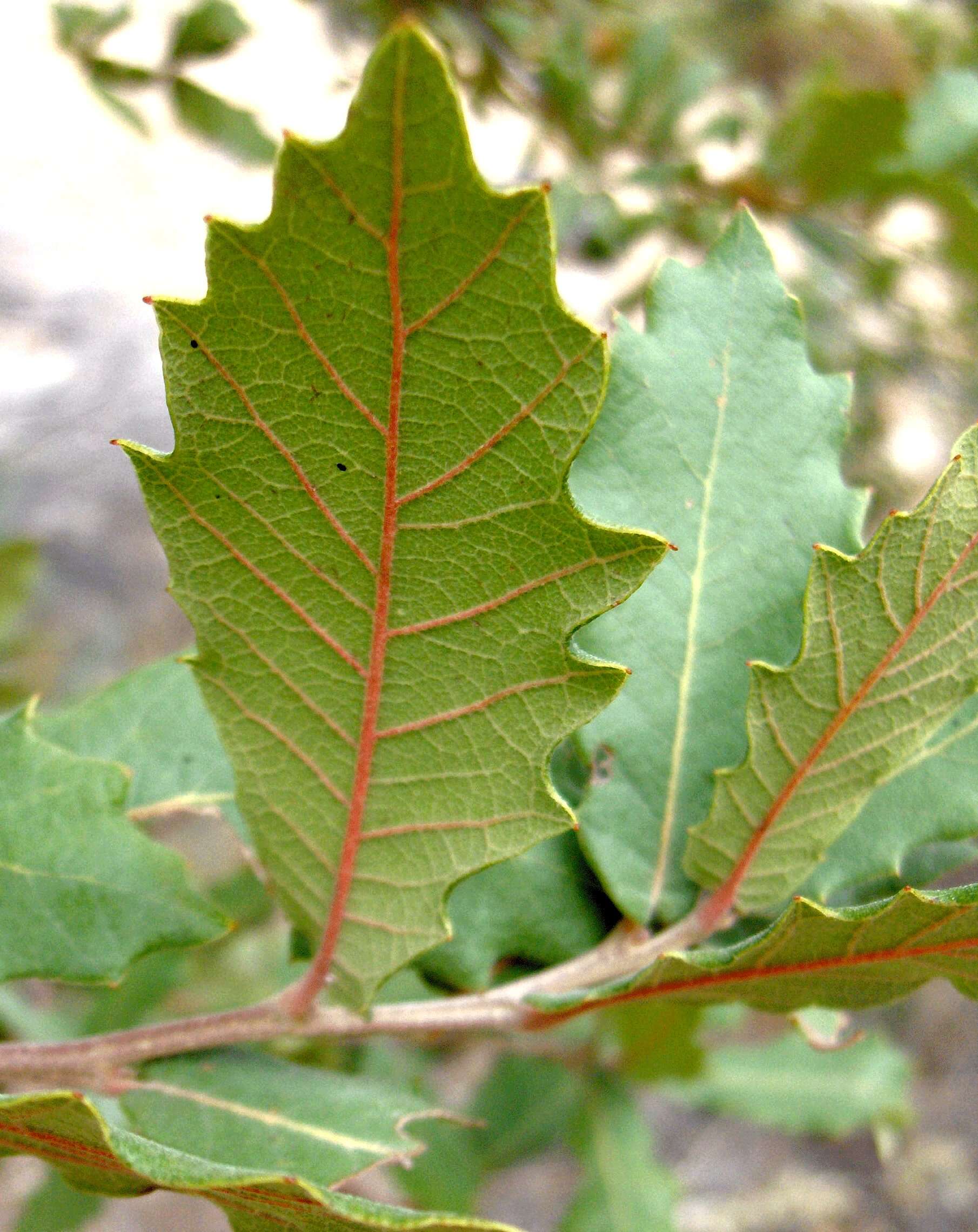 Imagem de Quercus arizonica Sarg.