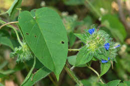 Plancia ëd Jacquemontia sphaerostigma (Cav.) Rusby