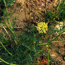 Image of Boopis anthemoides Juss.