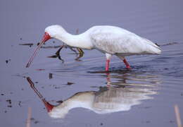 Image of Platalea Linnaeus 1758