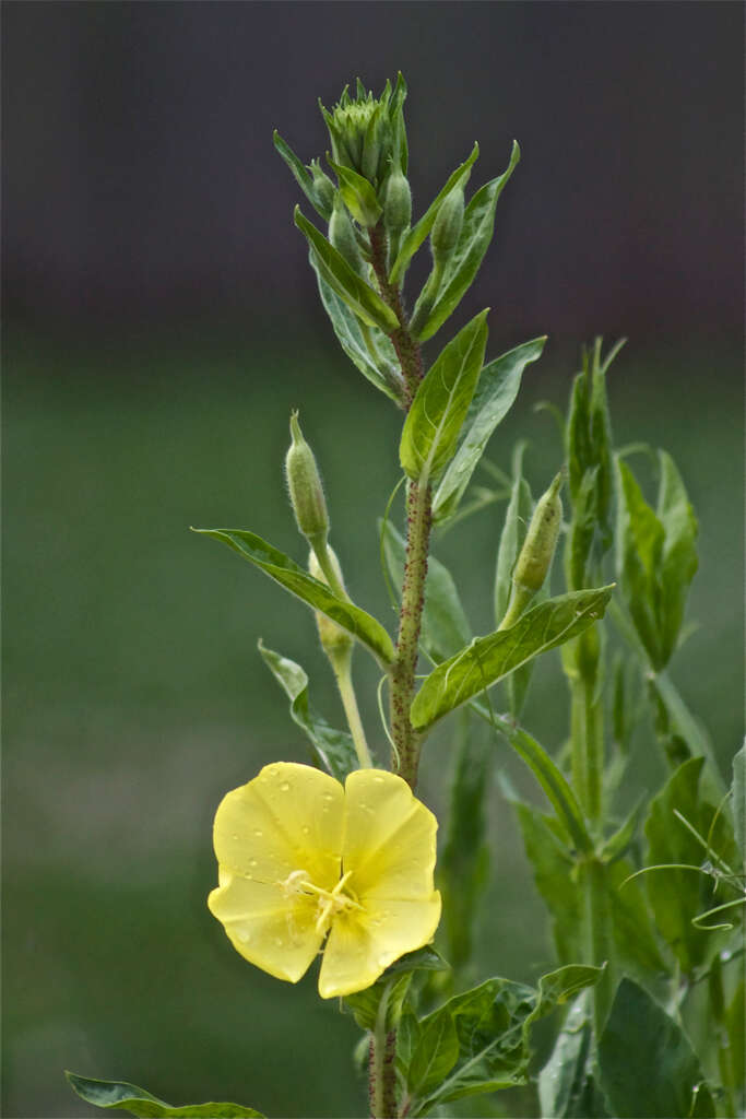 Image of evening primrose