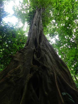 Ficus obtusifolia Kunth的圖片