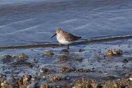 Image of Dunlin