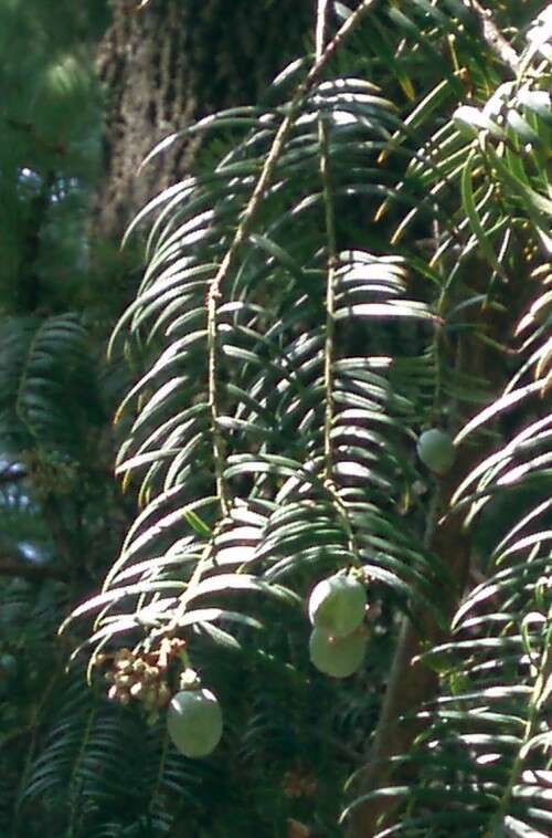 Image of Cephalotaxus harringtonia