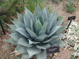 Image of Havard's century plant