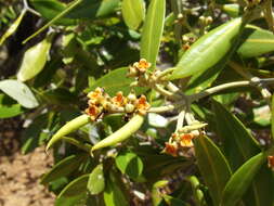 Image of black mangrove