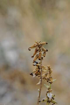 Image of Plumbago europaea L.