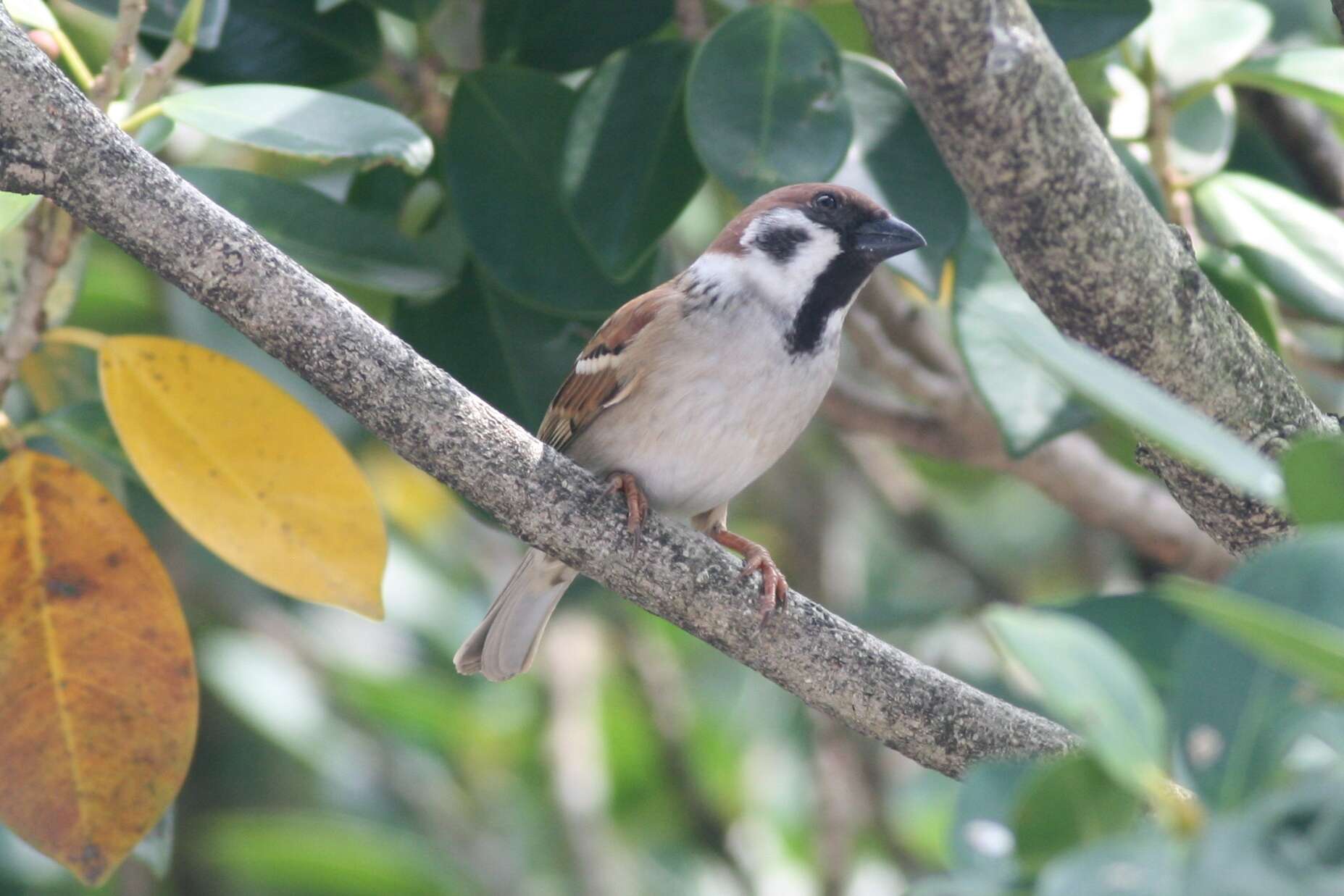 Image of Eurasian Tree Sparrow