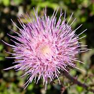 صورة Cirsium horridulum Michx.