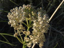 Image of milkweed