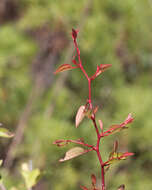 صورة Prunus geniculata Harper