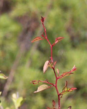 Image of scrub plum