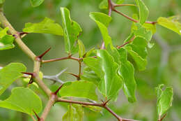 Image of jujube