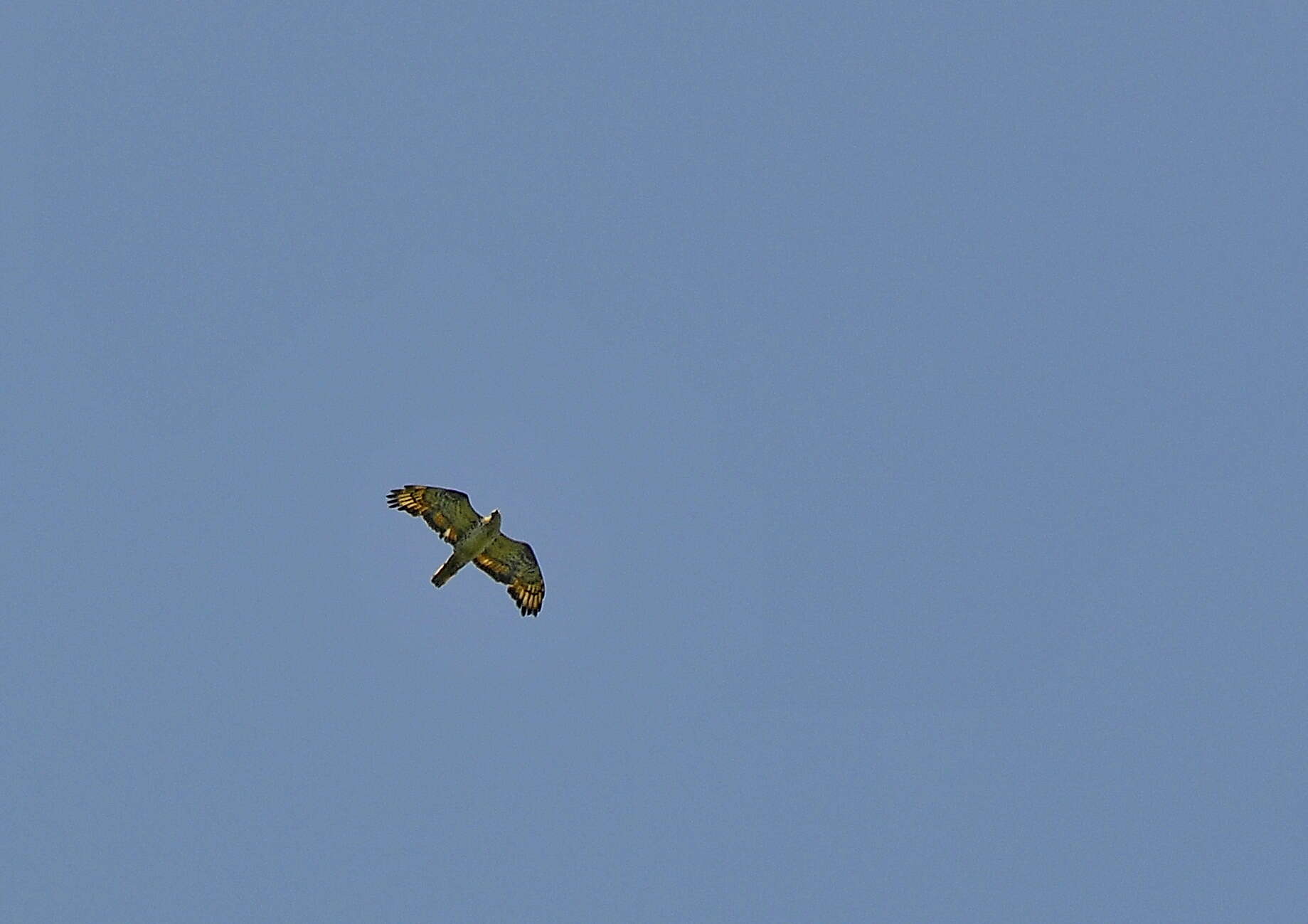 Image of Barred honey buzzard
