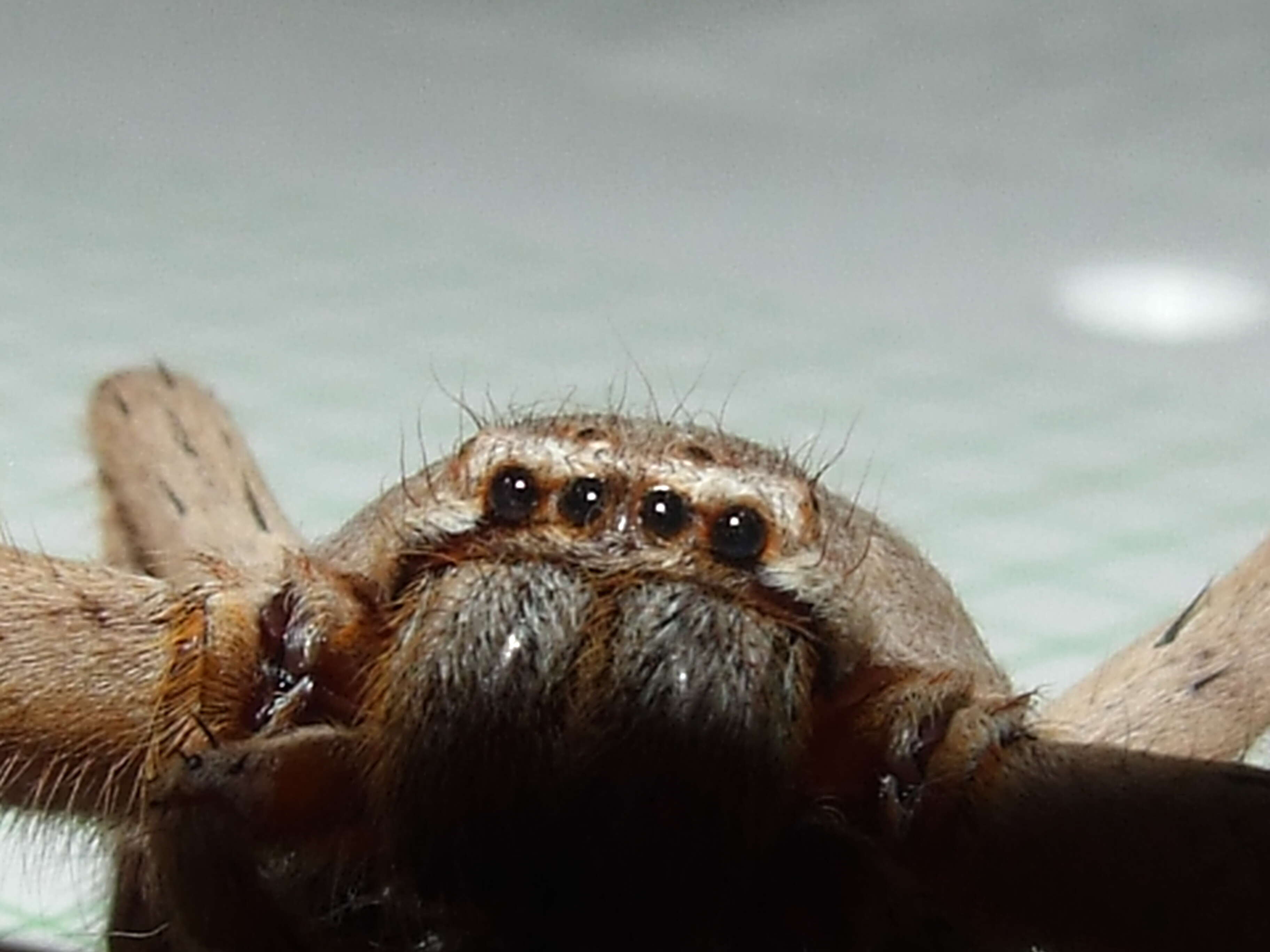 Image de Sparassidae