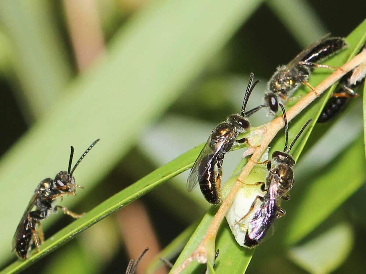 Lasioglossum dampieri (Cockerell 1905)的圖片