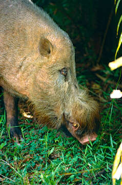 Image of Bearded Pig