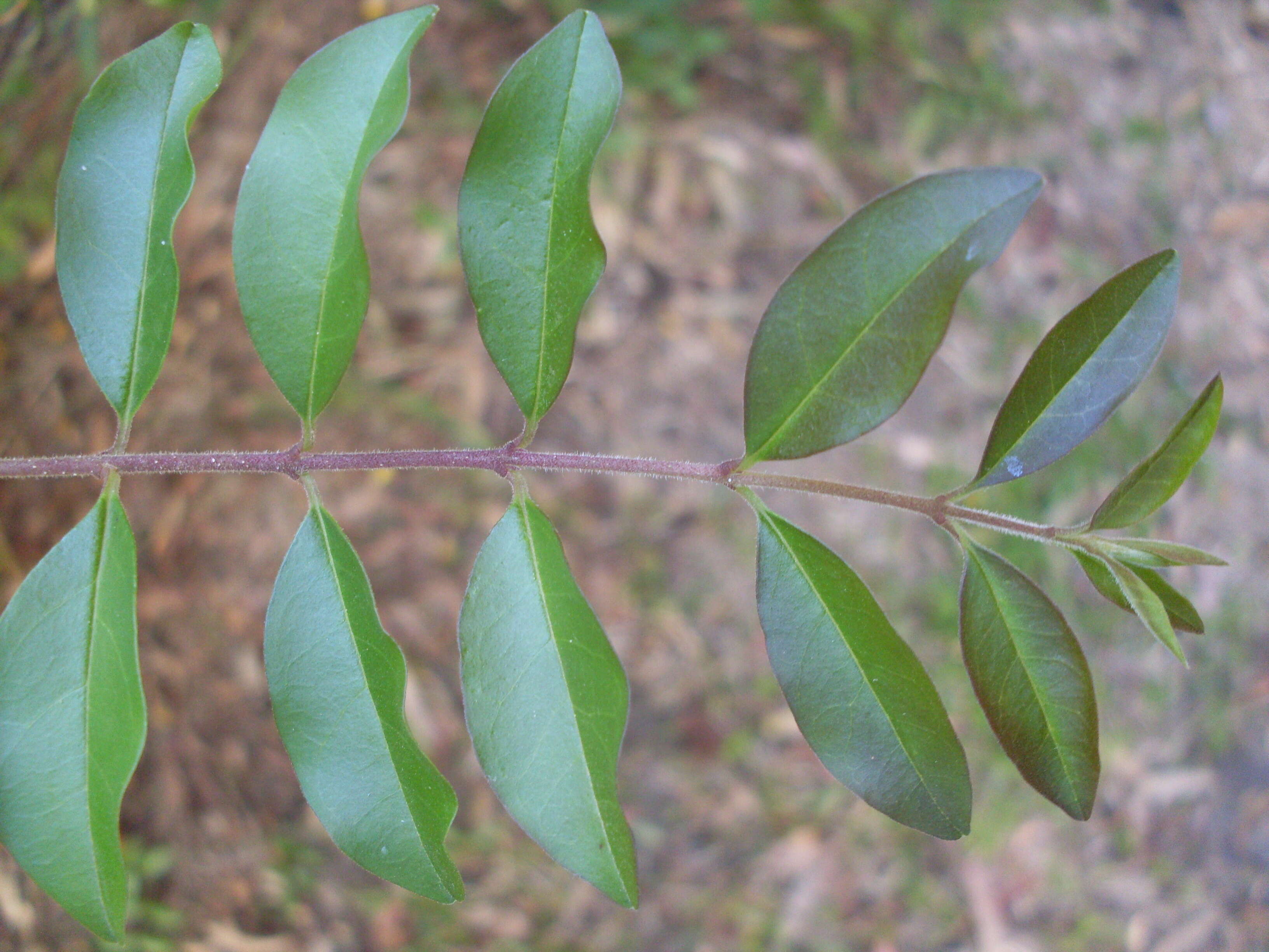 Image of privet