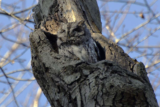 Image of Screech owl